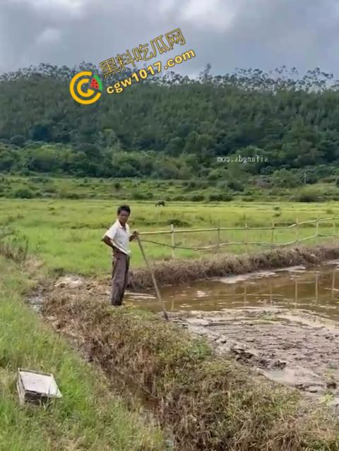 极品尤物CikaiMoon大尺度暴露！穿越稻田，酮体迷人，巨波荡漾，翘臀蹦跳，农民伯伯纷纷回眸，欲火中烧！  第10张