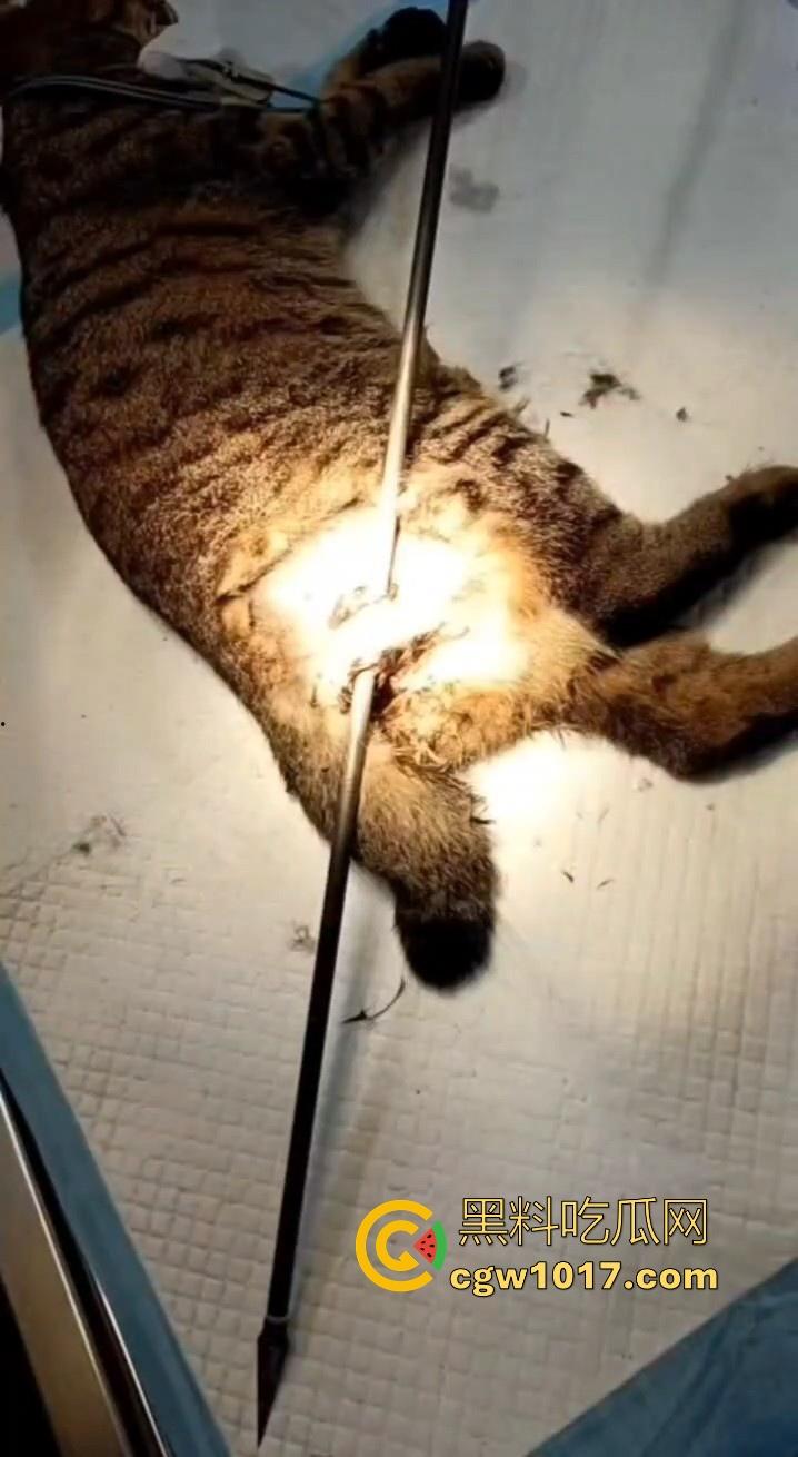 广东揭阳缔景城小区有人虐猫，深夜拿弓箭弓弩射小区小猫咪，在小区乱射箭，如入无人之境，今天敢射猫明天就敢射人！  第9张