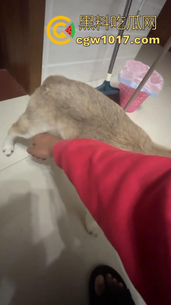 现在的人都这么阴到没边了吗？普通的帮男友打飞机不够刺激，现在流行帮狗打飞机了是吧，每天打几次狗也顶不住！  第7张