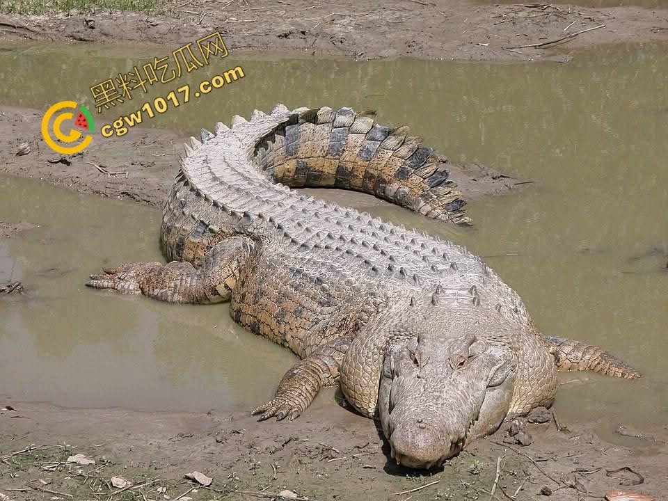 男子野泳惨遭鳄鱼袭击,身体被肆意撕裂,尸体血肉模糊,搜救队惊惧地目睹这惨绝人寰的一幕 第2张 男子野泳惨遭鳄鱼袭击,身体被肆意撕裂,尸体血肉模糊,搜救队惊惧地目睹这惨绝人寰的一幕 第2张