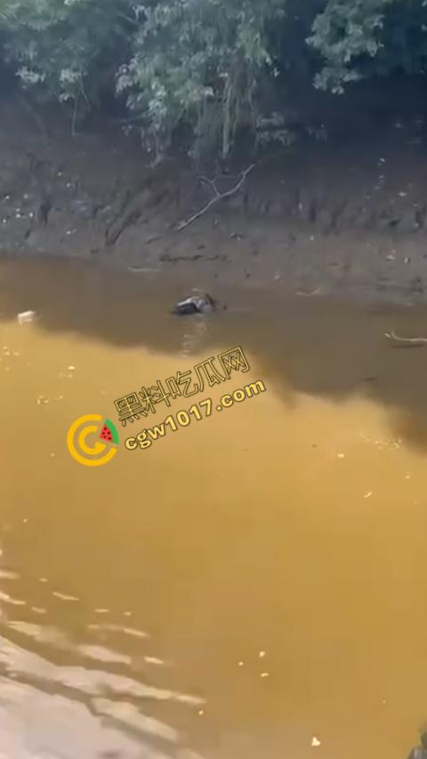 男子野泳惨遭鳄鱼袭击,身体被肆意撕裂,尸体血肉模糊,搜救队惊惧地目睹这惨绝人寰的一幕 第3张 男子野泳惨遭鳄鱼袭击,身体被肆意撕裂,尸体血肉模糊,搜救队惊惧地目睹这惨绝人寰的一幕 第3张