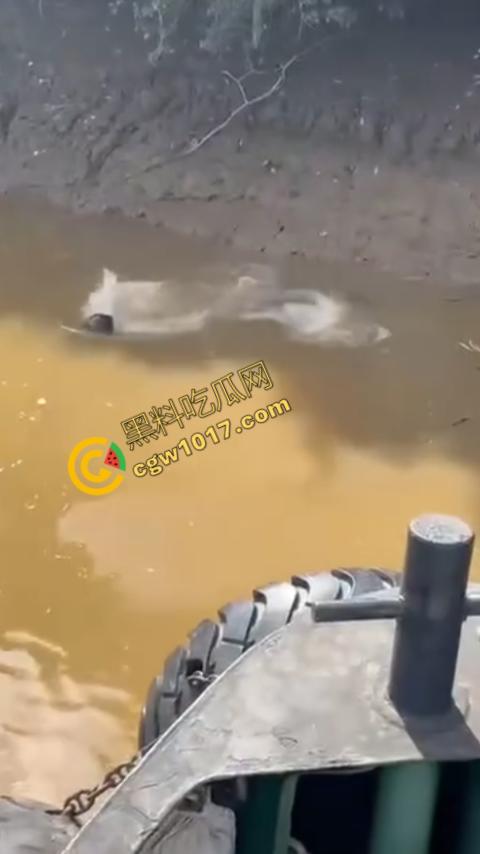 男子野泳惨遭鳄鱼袭击,身体被肆意撕裂,尸体血肉模糊,搜救队惊惧地目睹这惨绝人寰的一幕 第4张 男子野泳惨遭鳄鱼袭击,身体被肆意撕裂,尸体血肉模糊,搜救队惊惧地目睹这惨绝人寰的一幕 第4张