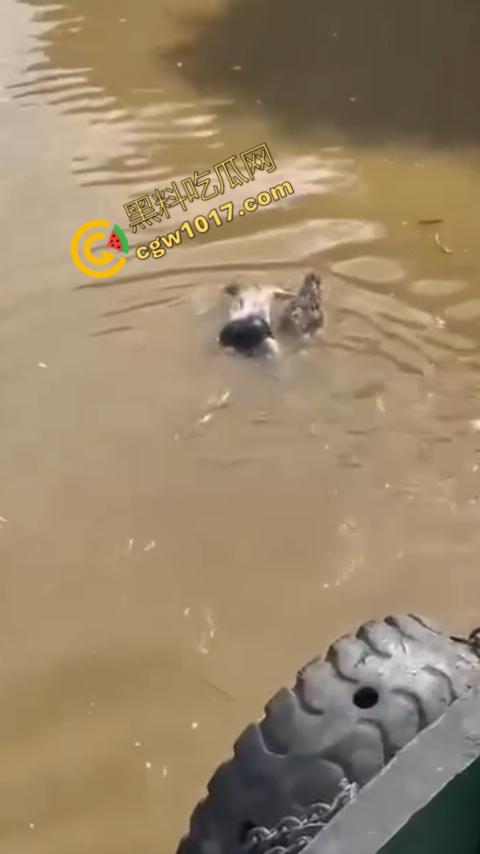 男子野泳惨遭鳄鱼袭击,身体被肆意撕裂,尸体血肉模糊,搜救队惊惧地目睹这惨绝人寰的一幕 第7张 男子野泳惨遭鳄鱼袭击,身体被肆意撕裂,尸体血肉模糊,搜救队惊惧地目睹这惨绝人寰的一幕 第7张