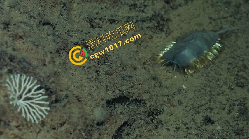 南极科考内部视频劲爆流出：30种未知致命生物！从“死亡之球”到“僵尸蠕虫”，史前病毒横行，足以令人毛骨悚然！  第7张