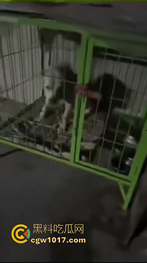 又见教育狂魔上线，作业没写完被打进狗笼？虎爸摇身一变成畜生爸，全网怒骂还在狡辩为你好！  第7张