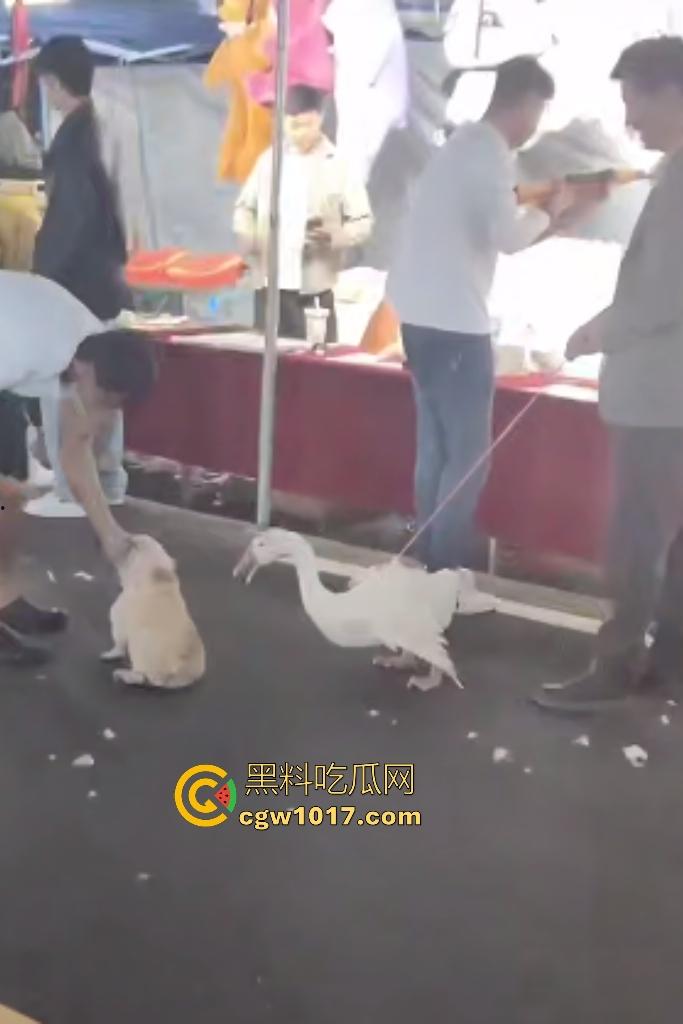 云南保山夜市法斗VS大鹅，狗子连咬两大鹅被主人扇巴掌，大鹅吓傻在原地趴窝，我宣布这法斗是动物界MMA传奇！  第1张