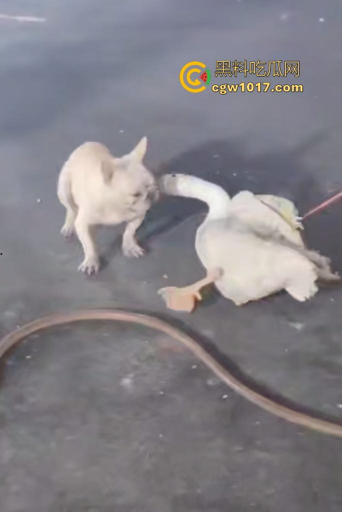 云南保山夜市法斗VS大鹅，狗子连咬两大鹅被主人扇巴掌，大鹅吓傻在原地趴窝，我宣布这法斗是动物界MMA传奇！  第3张