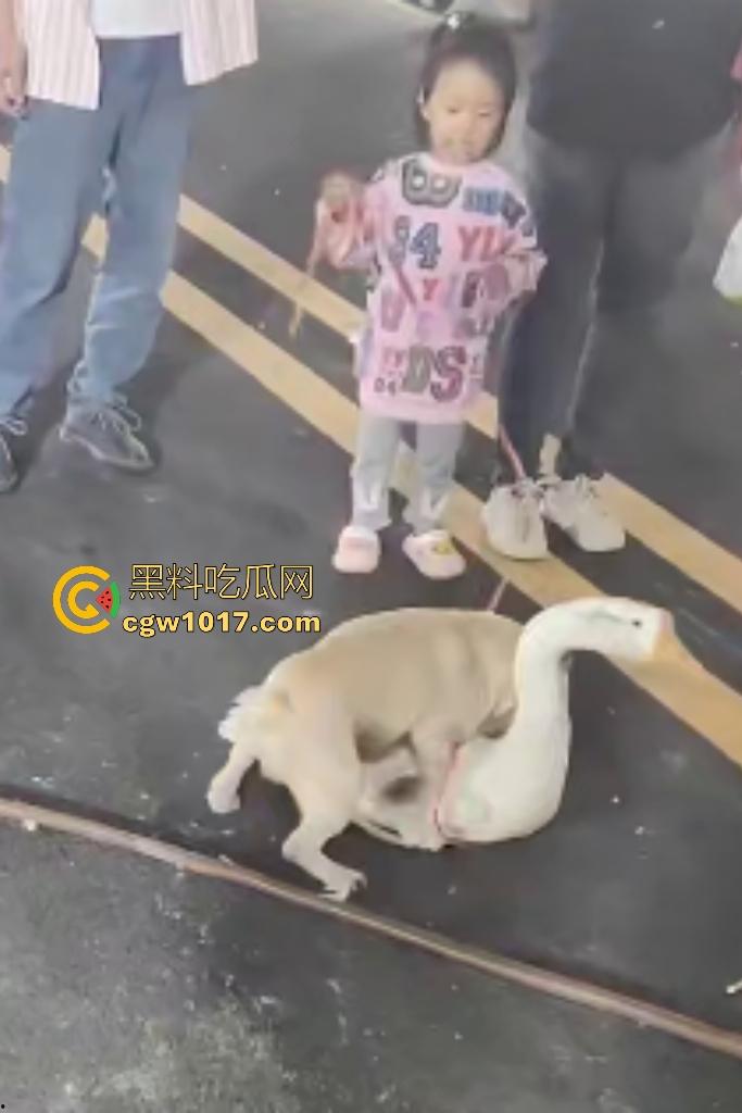 云南保山夜市法斗VS大鹅，狗子连咬两大鹅被主人扇巴掌，大鹅吓傻在原地趴窝，我宣布这法斗是动物界MMA传奇！  第6张