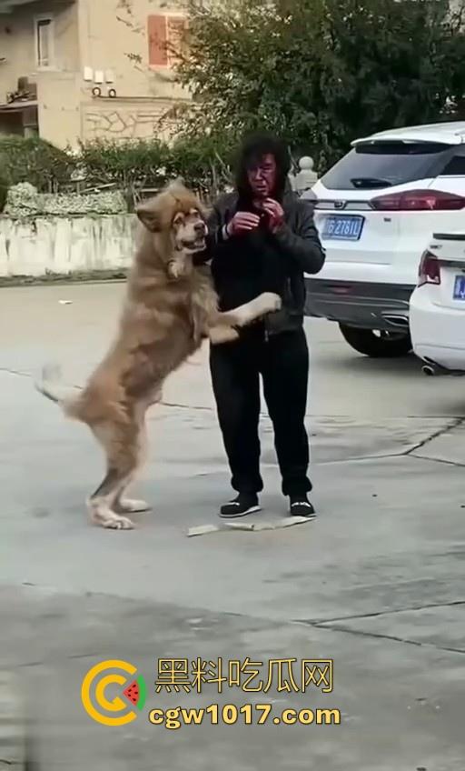七年老狗反咬主人，不是虐待就突然发疯，满脸都是血，大型狗真恐怖，随后安排处死，这时候爱狗人士怎么不说话了！  第2张