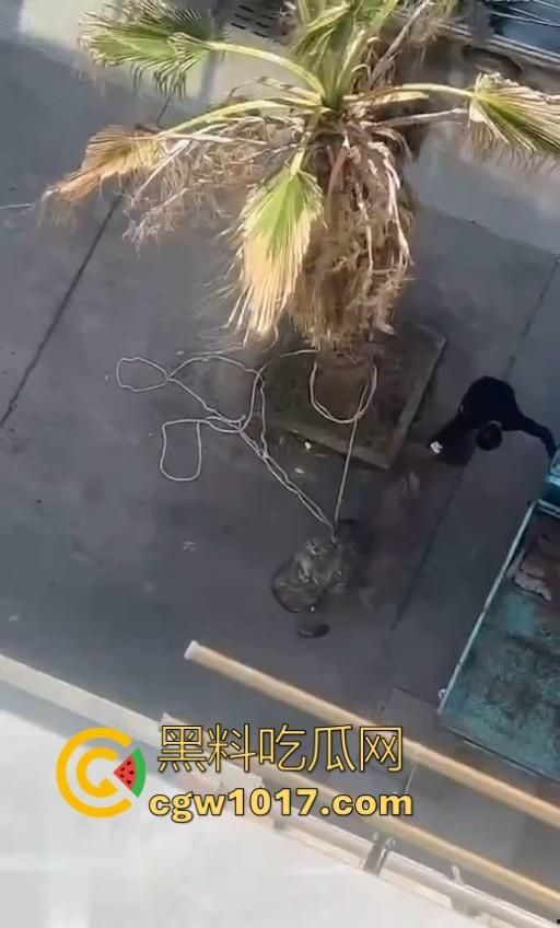 七年老狗反咬主人，不是虐待就突然发疯，满脸都是血，大型狗真恐怖，随后安排处死，这时候爱狗人士怎么不说话了！  第7张