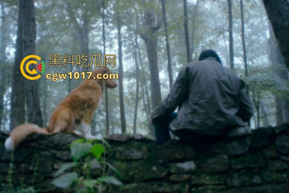 电影【好狗狗】，乡下老宅鬼影幢幢印第狂吠撕咬恶灵，邻居猎人装妖魔潜伏，忠犬搏命救主，真是条好狗狗！  第3张