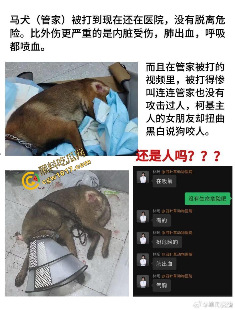浙江狂暴男子街头暴力虐狗事件火遍全网:血腥场面令人震撼,马犬惨叫声震撼人心,引发全民怒吼! 第5张 浙江狂暴男子街头暴力虐狗事件火遍全网:血腥场面令人震撼,马犬惨叫声震撼人心,引发全民怒吼! 第5张