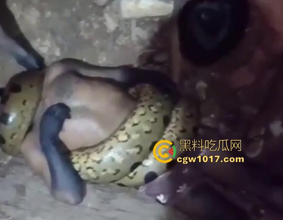 印度醉汉被巨蟒缠绕绞杀，骨骼咔咔断裂脸黑如炭，俩亲兄弟把蟒蛇抬走说喝点恒河水能活，这都黑了还能救？  第1张