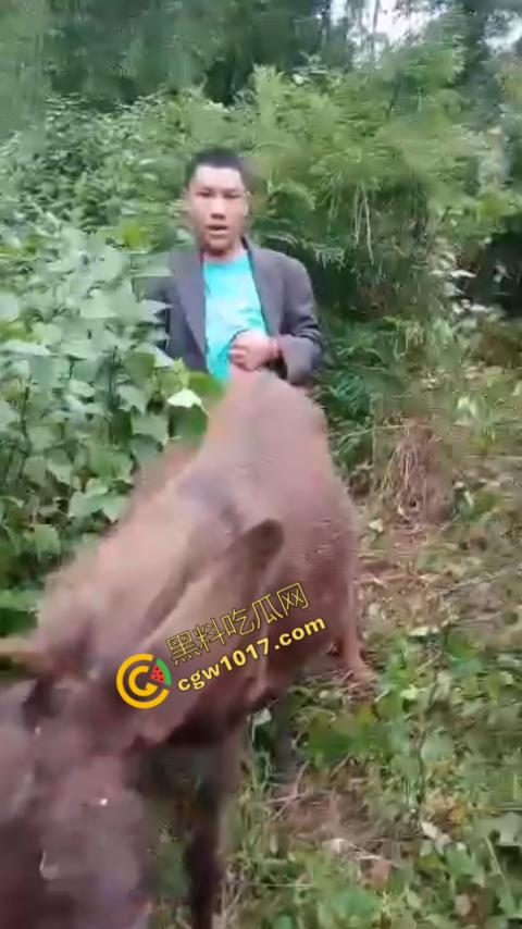 劲爆!国外男子大战骡子私拍震惊网络!阳光下奋力抽插,骡子吃草欢声不断,男子大屌进出嫩穴,友人拍摄更添刺激! 第10张 劲爆!国外男子大战骡子私拍震惊网络!阳光下奋力抽插,骡子吃草欢声不断,男子大屌进出嫩穴,友人拍摄更添刺激! 第10张