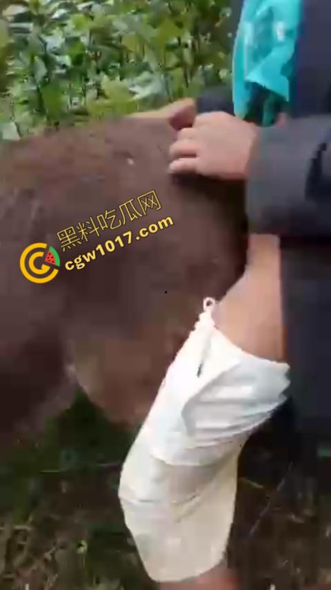 劲爆！国外男子大战骡子私拍震惊网络！阳光下奋力抽插，骡子吃草欢声不断，男子大屌进出嫩穴，友人拍摄更添刺激！  第2张