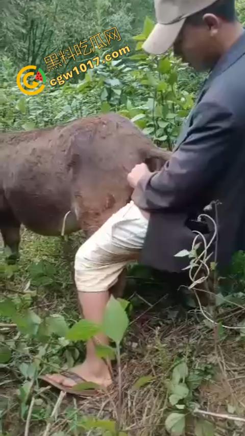 劲爆!国外男子大战骡子私拍震惊网络!阳光下奋力抽插,骡子吃草欢声不断,男子大屌进出嫩穴,友人拍摄更添刺激! 第1张 劲爆!国外男子大战骡子私拍震惊网络!阳光下奋力抽插,骡子吃草欢声不断,男子大屌进出嫩穴,友人拍摄更添刺激! 第1张