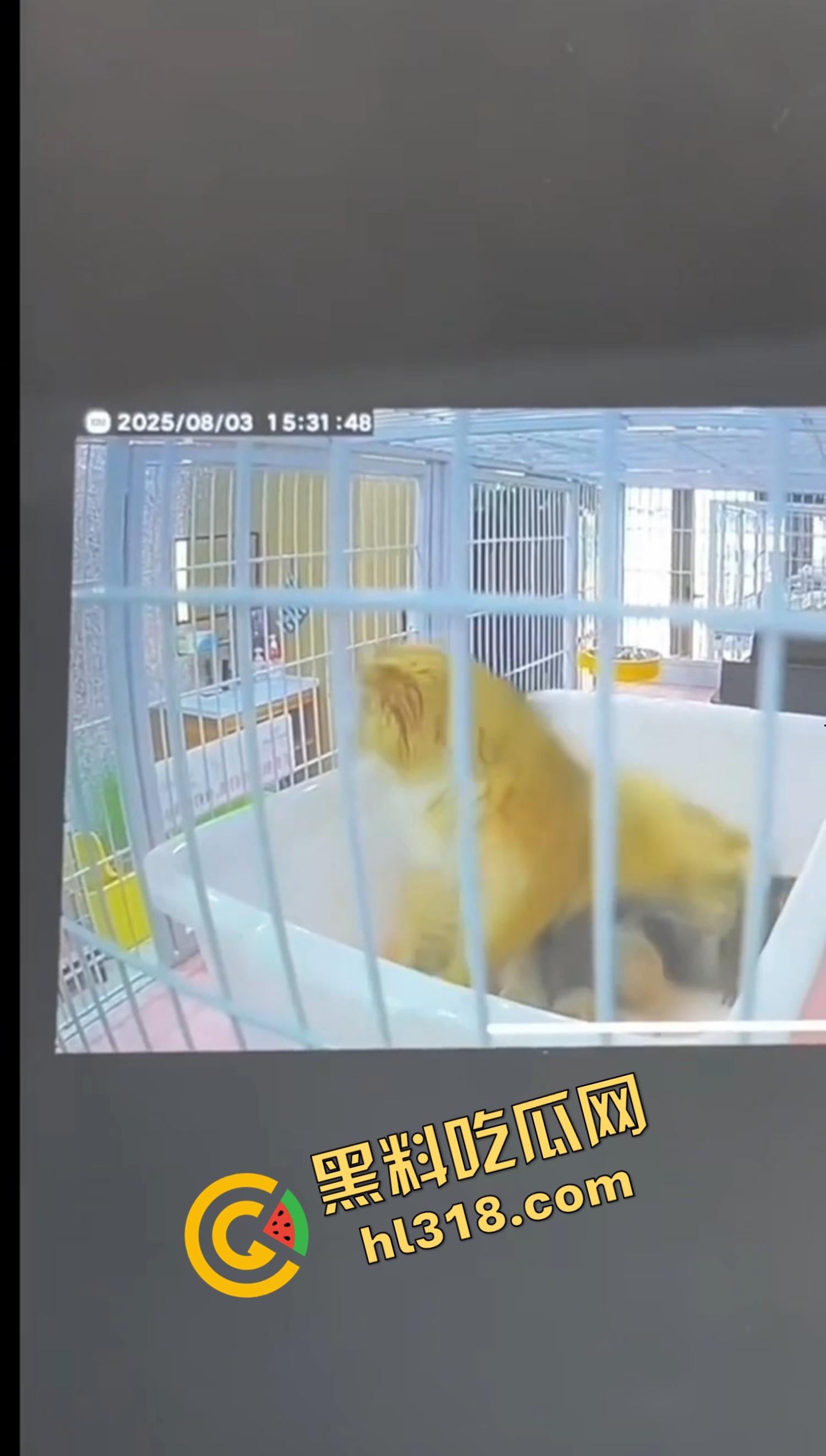 沈阳猫咖惊现女魔头虐猫狂魔，4只奶猫惨死2只重伤，老板怒曝监控报警，宠物圈集体避雷！  第3张