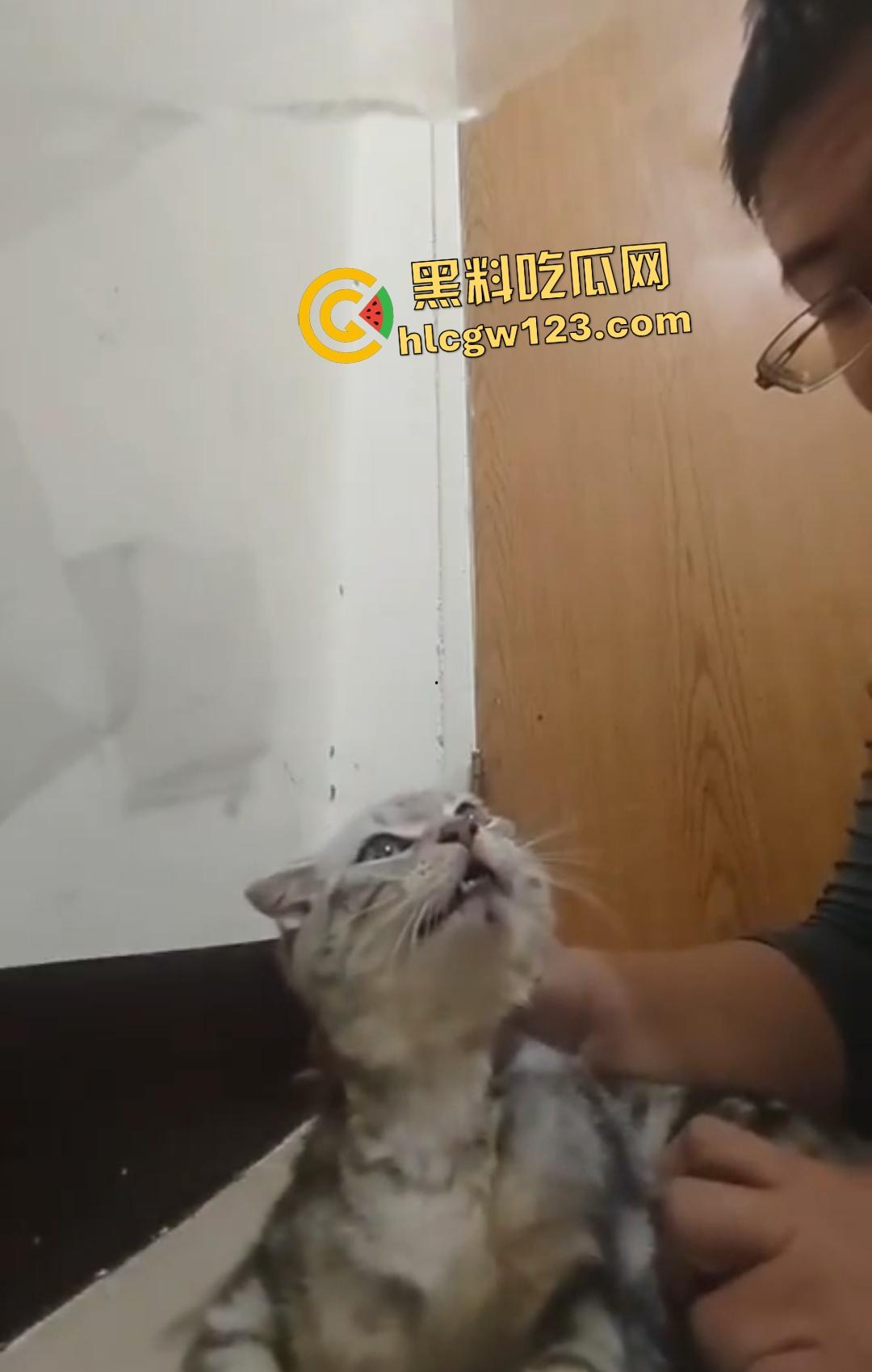 台湾现役军人25岁退役宪兵【林男】自拍虐猫直接卡猫脖子窒息，猫抓到越狠他越用力！  第2张